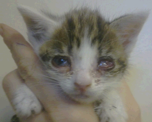 Pink eye outlet in kittens treatment